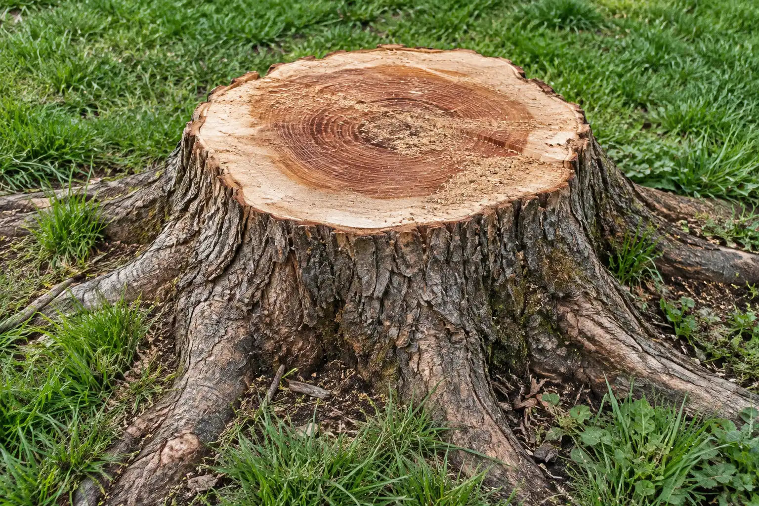 Freshly cut stump showing pale sapwood, reddish heartwood and tight growth rings, with roots spreading into the grass